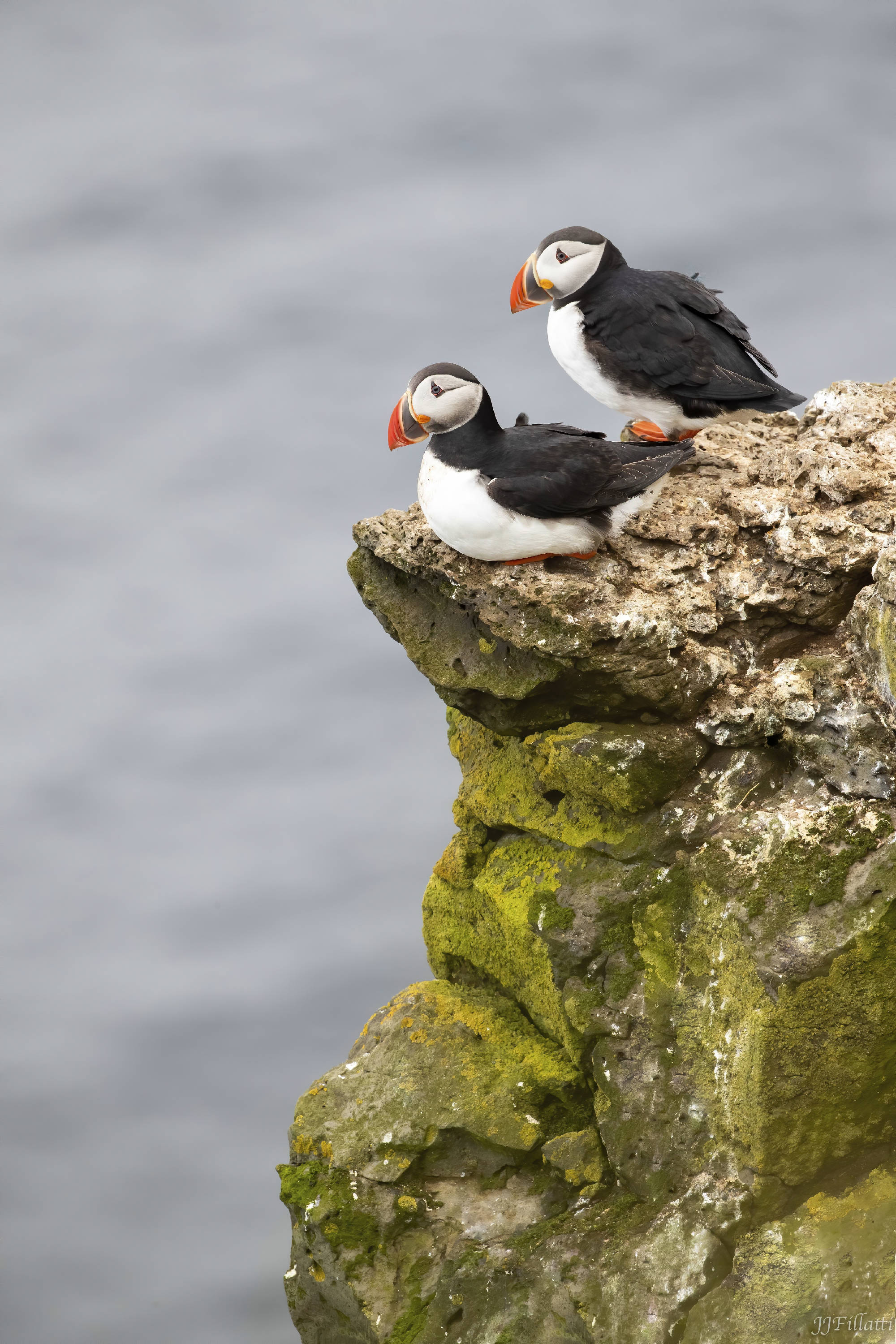 bird of iceland image 10